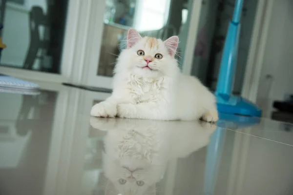 Yuvarlanan ve uyuyan bir bebek kedi.