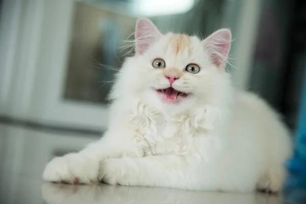 Yuvarlanan ve uyuyan bir bebek kedi.