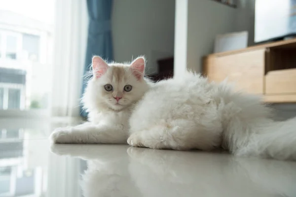 Yuvarlanan ve uyuyan bir bebek kedi.