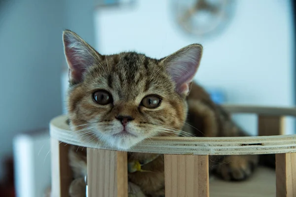 Yuvarlanan ve uyuyan bir bebek kedi.