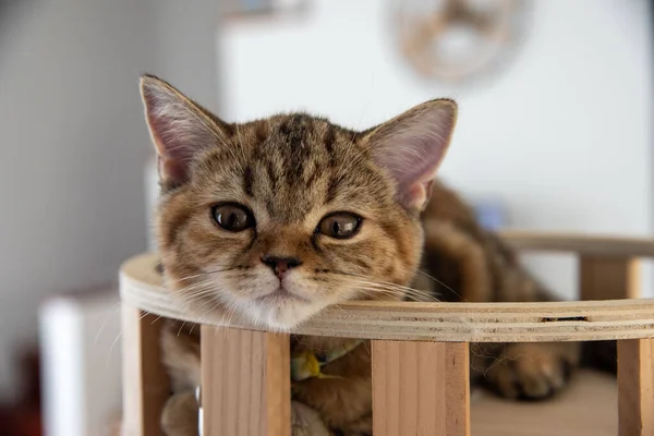 Yuvarlanan ve uyuyan bir bebek kedi.