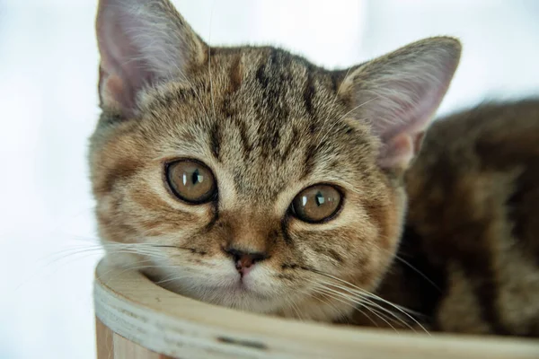 Yuvarlanan ve uyuyan bir bebek kedi.