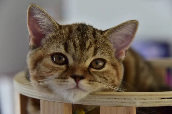 Yuvarlanan ve uyuyan bir bebek kedi.