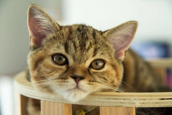 Beyaz ve gri uzun saçlı bir kedi ahşap zeminde yuvarlanıyor..