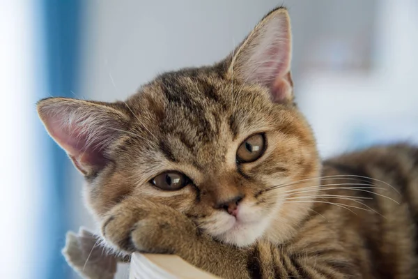 Gato Pelo Largo Blanco Gris Bebé Rodando Piso Madera Dura — Foto de Stock