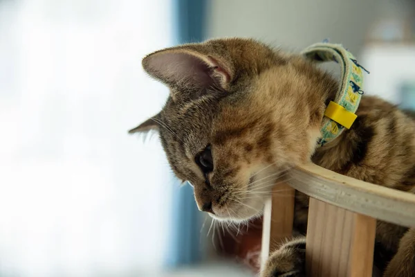 Beyaz ve gri uzun saçlı bir kedi ahşap zeminde yuvarlanıyor..