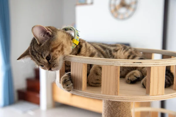 Beyaz ve gri uzun saçlı bir kedi ahşap zeminde yuvarlanıyor..