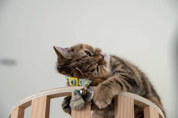 Beyaz ve gri uzun saçlı bir kedi ahşap zeminde yuvarlanıyor..