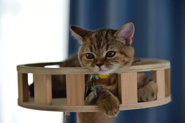 Beyaz ve gri uzun saçlı bir kedi ahşap zeminde yuvarlanıyor..