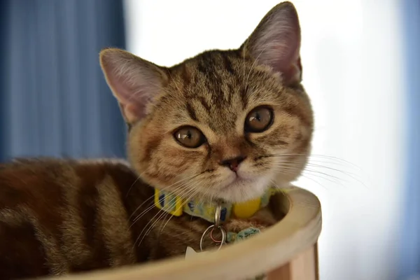 Beyaz ve gri uzun saçlı bir kedi ahşap zeminde yuvarlanıyor..