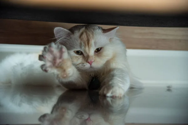 Beyaz ve gri uzun saçlı bir kedi ahşap zeminde yuvarlanıyor..