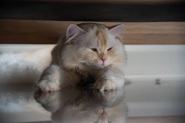 Beyaz ve gri uzun saçlı bir kedi ahşap zeminde yuvarlanıyor..