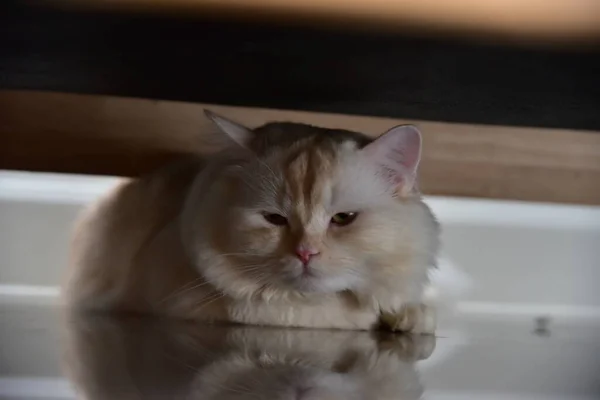 Beyaz ve gri uzun saçlı bir kedi ahşap zeminde yuvarlanıyor..