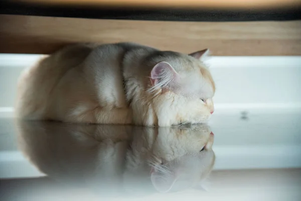 Eine Kleine Weiße Und Graue Langhaarkatze Rollt Auf Einem Hartholzboden — Stockfoto