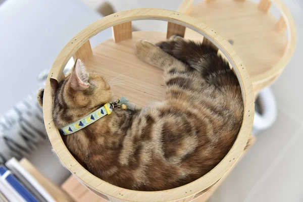 Beyaz ve gri uzun saçlı bir kedi ahşap zeminde yuvarlanıyor..