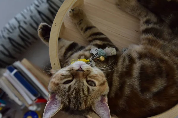 Beyaz ve gri uzun saçlı bir kedi ahşap zeminde yuvarlanıyor..