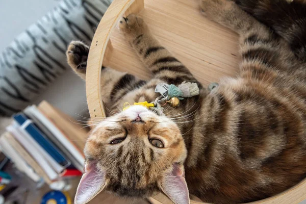 Beyaz ve gri uzun saçlı bir kedi ahşap zeminde yuvarlanıyor..