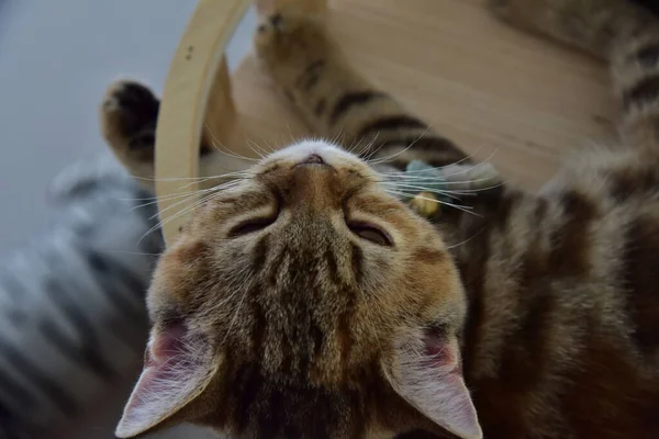 Eine Kleine Weiße Und Graue Langhaarkatze Rollt Auf Einem Hartholzboden — Stockfoto