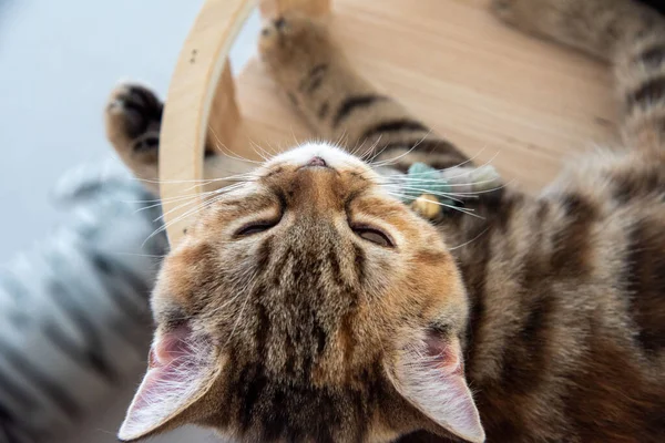 Bebê Branco Cinza Longhair Gato Rolando Piso Madeira — Fotografia de Stock