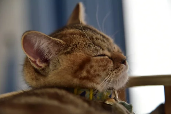 Beyaz ve gri uzun saçlı bir kedi ahşap zeminde yuvarlanıyor..