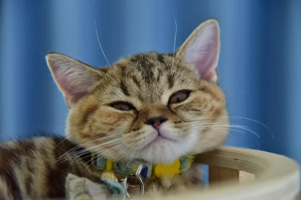 Beyaz ve gri uzun saçlı bir kedi ahşap zeminde yuvarlanıyor..