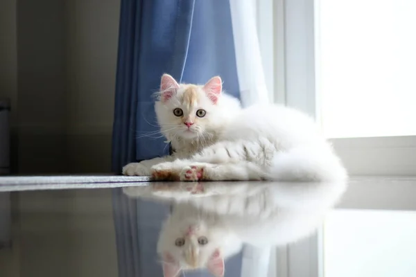 Bebê Branco Cinza Longhair Gato Rolando Piso Madeira — Fotografia de Stock