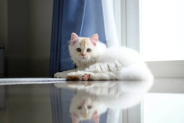 Gato Pelo Largo Blanco Gris Bebé Rodando Piso Madera Dura — Foto de Stock