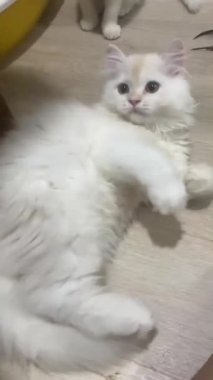 Beyaz, uzun saçlı bir bebek yerde yuvarlanıyor..