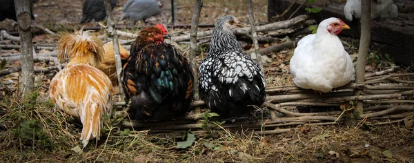 A variety of colorful chickens sitting on a low garden fence in a farm yard.