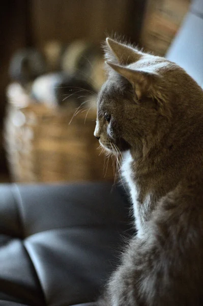 Side view of a gray cat staring across a room with a black couch and brown basket in the background.