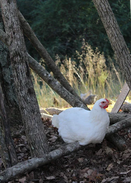 A white chicken sitting on a cut tree with chickens and a field in the background.