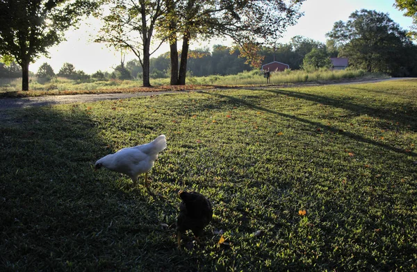 Two chickens, one black and one white, looking bugs on fresh cut grass in a remote, rural location.
