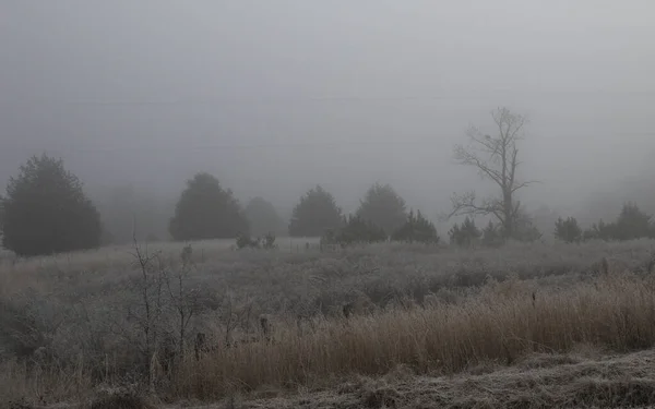 A foggy day in a remote location over an abandoned field, forest, and dead tree.