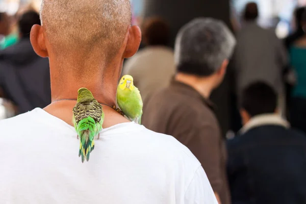 Man in the crowd with two budgies on his shoulder. High quality photo