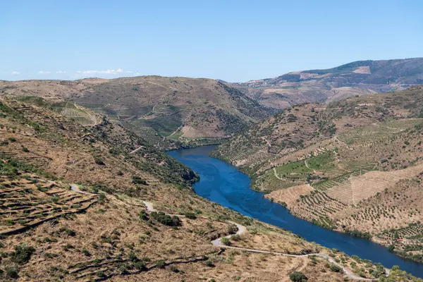 Douro üzüm bağlarının manzarası. Vadideki nehir. Yüksek kalite fotoğraf