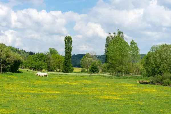 緑の牧草地で牛の放牧 木や背景に曇りの空 高品質の写真 — ストック写真