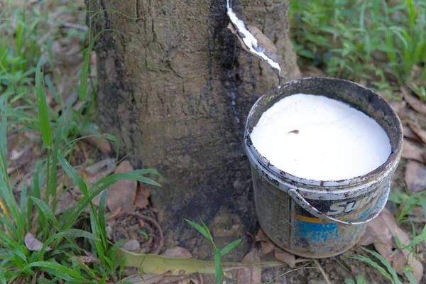 Rubber tree garden in Khao Sok, Surat Thani Province, Thailand