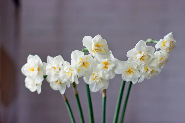 Narcis Kytice Jarní Květ Šedém Pozadí — Stock fotografie