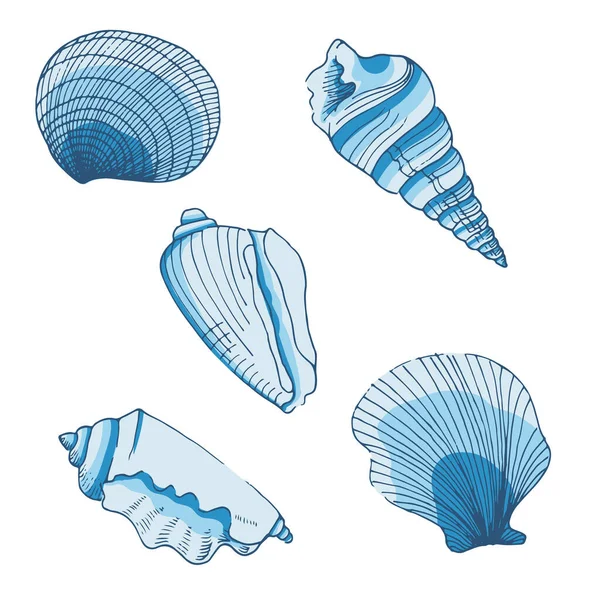 Set Hand Sketched Sea Shells Vector Elements — стоковый вектор