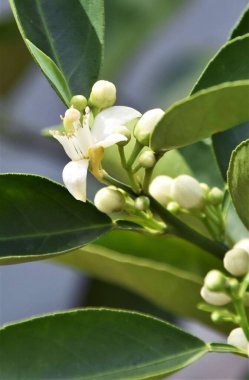 Beyaz bir portakal çiçeğinin yakınında.