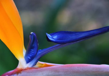 Stelitzia Viktorya çiçek yakın çekim