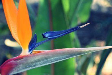 Stelitzia Viktorya çiçek yakın çekim