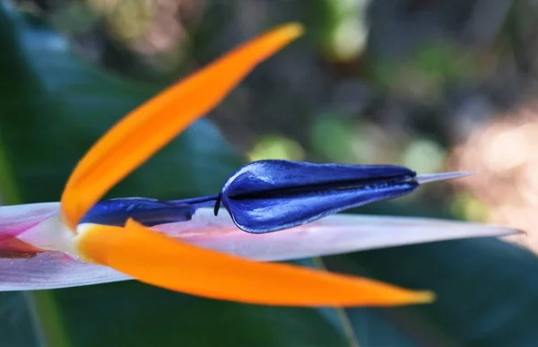 Fechar Uma Flor Stelitzia Reginae — Fotografia de Stock