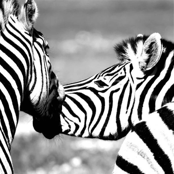 Fechar Dois Brincalhões Zebras — Fotografia de Stock