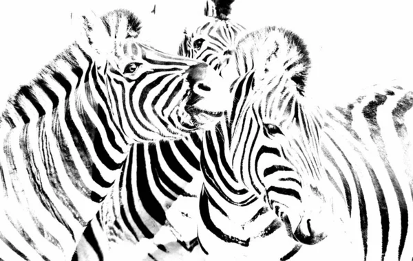 Primo Piano Gruppo Zebre Monocromatiche — Foto Stock