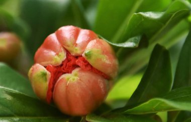 Portakallı nar çiçeği tomurcuğunu kapat.