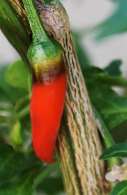 Kırmızı biberli meyveye yaklaş.