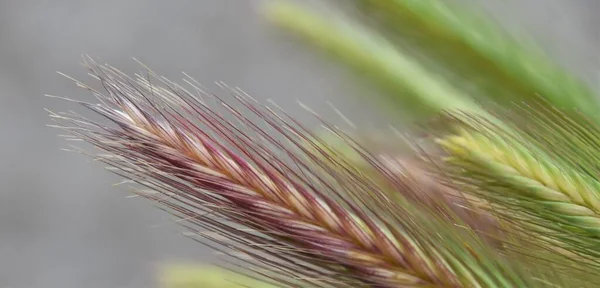 Закрыть Красивую Цветущую Траву — стоковое фото