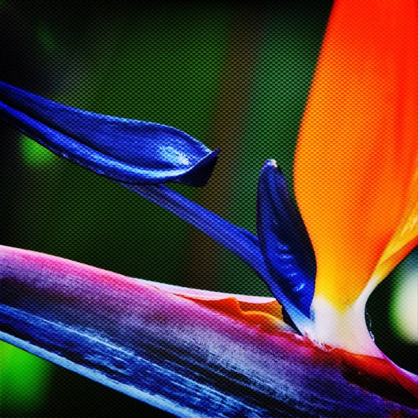 Stelitzia Viktorya Çiçek Yakın Çekim — Stok fotoğraf