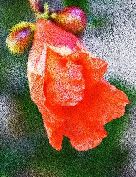 Close Orange Pomegranate Flower — Stock Photo, Image